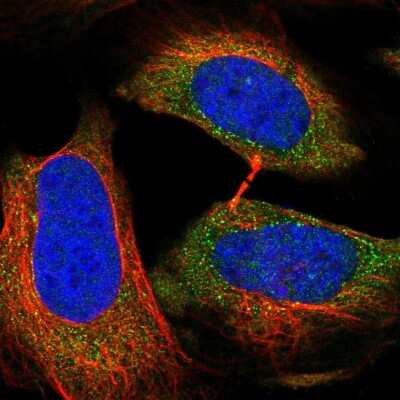 Immunocytochemistry/ Immunofluorescence RAGEF2 Antibody