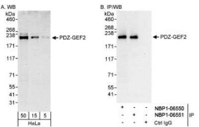 Western Blot RAGEF2 Antibody