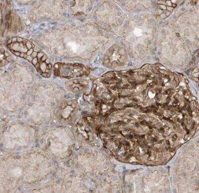 Immunohistochemistry-Paraffin: RAI14 Antibody [NBP1-94075] - Staining of human kidney shows strong cytoplasmic and membranous positivity in gleomeruli and cells in tubules.
