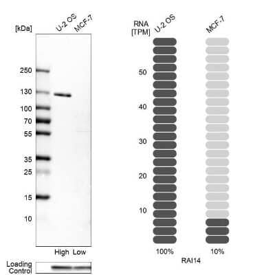 Western Blot: RAI14 Antibody [NBP1-94075] - Analysis in human cell lines U2OS and MCF-7 using anti-RAI14 antibody. Corresponding RAI14 RNA-seq data are presented for the same cell lines. Loading control: anti-GAPDH.