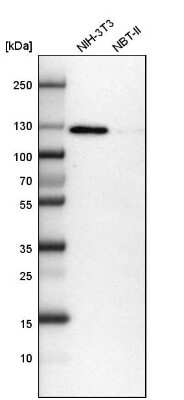 Western Blot: RAI14 Antibody [NBP1-94075] - Analysis in mouse cell line NIH-3T3 and rat cell line NBT-II.