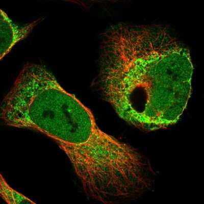 Immunocytochemistry/Immunofluorescence: RAI16 Antibody [NBP1-92313] - Staining of human cell line U-2 OS shows positivity in nucleus but not nucleoli, cytoplasm and mitochondria.
