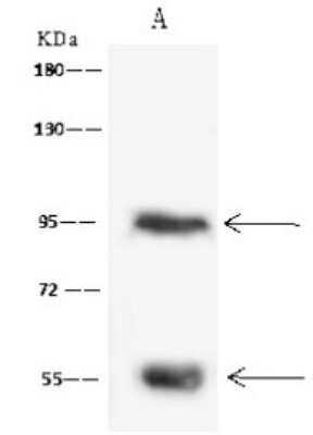 Immunoprecipitation: RAI16 Antibody [NBP2-97743] - RAI16 was immunoprecipitated using: Lane A: 0.5 mg U-251 MG Whole Cell Lysate. 4 ul anti-RAI16 rabbit polyclonal antibody and 60 ug of Immunomagnetic beads. Protein A/G. Primary antibody: Anti-RAI16 rabbit polyclonal antibody, at 1:100 dilution. Secondary antibody: Goat Anti-Rabbit IgG (H+L)/HRP at 1/10000 dilution. Developed using the ECL technique. Performed under reducing conditions. Predicted band size: 82 kDa. Observed band size: 95 kDa