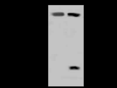 Western Blot: RAI16 Antibody [NBP2-97743] - Anti-RAI16 rabbit polyclonal antibody at 1:500 dilution. Lane A: U-251 MG Whole Cell Lysate. Lysates/proteins at 30 ug per lane. Secondary Goat Anti-Rabbit IgG (H+L)/HRP at 1/10000 dilution. Developed using the ECL technique. Performed under reducing conditions. Predicted band size: 82 kDa. Observed band size: 90 kDa