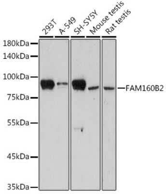 Western Blot: RAI16 Antibody [NBP3-15603] - Western blot analysis of extracts of various cell lines, using RAI16 antibody (NBP3-15603) at 1:1000 dilution. Secondary antibody: HRP Goat Anti-Rabbit IgG (H+L) at 1:10000 dilution. Lysates/proteins: 25ug per lane. Blocking buffer: 3% nonfat dry milk in TBST. Detection: ECL Enhanced Kit. Exposure time: 3min.