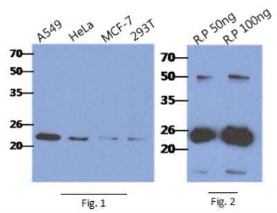 Western Blot: RAIDD/CRADD Antibody (14G8) [NBP2-42688] - Fig. 1: The cell lysates of A549, HeLa, MCF-7 and 293T (40ug) were resolved by SDS-PAGE, transferred to PVDF membrane and probed with anti-human CRADD antibody (1:500). Proteins were visualized using a goat anti-mouse secondary antibody conjugated to HRP and an ECL detection system.   Fig 2: The Recombinant Human CRADD (50,100ng) were resolved by SDS-PAGE, transferred to PVDF membrane and probed with anti-human CRADD antibody (1:1000). Proteins were visualized using a goat anti-mouse secondary antibody conjugated to HRP and an ECL detection system.