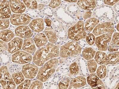 Immunohistochemistry-Paraffin: RAIDD/CRADD Antibody [NBP3-00051] - Immunochemical staining of human RAIDD/CRADD in human kidney with rabbit polyclonal antibody (1:5000, formalin-fixed paraffin embedded sections).