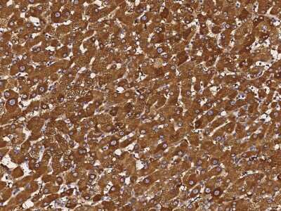 Immunohistochemistry-Paraffin: RAIDD/CRADD Antibody [NBP3-00051] - Immunochemical staining of human RAIDD/CRADD in human liver with rabbit polyclonal antibody (1:5000, formalin-fixed paraffin embedded sections).