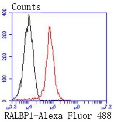 Flow Cytometry: RALBP1 Antibody (SC06-49) [NBP2-67633] - Analysis of 293 cells with RALBP1 antibody at 1/50 dilution (red) compared with an unlabelled control (cells without incubation with primary antibody; black). Alexa Fluor 488-conjugated goat anti rabbit IgG was used as the secondary antibody.