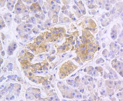Immunohistochemistry-Paraffin: RALBP1 Antibody (SC06-49) [NBP2-67633] - Analysis of paraffin-embedded human pancreas tissue using anti-RALBP1 antibody. Counter stained with hematoxylin.