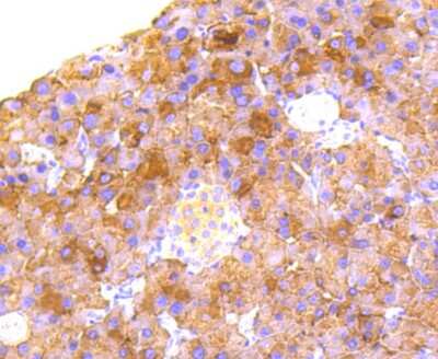 Immunohistochemistry-Paraffin: RALBP1 Antibody (SC06-49) [NBP2-67633] - Analysis of paraffin-embedded mouse pancreas tissue using anti-RALBP1 antibody. Counter stained with hematoxylin.
