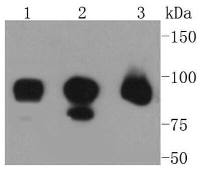 Western Blot: RALBP1 Antibody (SC06-49) [NBP2-67633] - Western blot analysis of RALBP1 on different lysates using anti-RALBP1 antibody at 1/1,000 dilution. Positive control: Lane 1: HCT116 Lane 2: Jurkat Lane 3: 293T