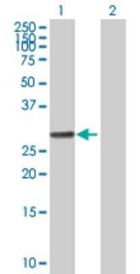 Western Blot: RALGPS1 Antibody [H00009649-B02P] - Analysis of RALGPS1 expression in transfected 293T cell line by RALGPS1 polyclonal antibody.  Lane 1: RALGPS1 transfected lysate(33.55 KDa). Lane 2: Non-transfected lysate.