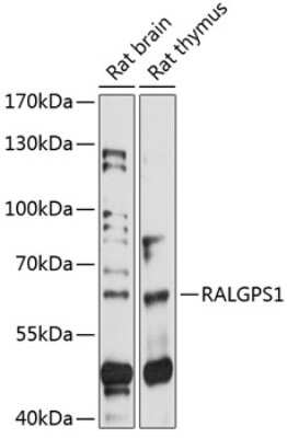 Western Blot: RALGPS1 Antibody [NBP2-93901] - Analysis of extracts of various cell lines, using RALGPS1 at 1:1000 dilution. Secondary antibody: HRP Goat Anti-Rabbit IgG (H+L) at 1:10000 dilution. Lysates/proteins: 25ug per lane. Blocking buffer: 3% nonfat dry milk in TBST. Detection: ECL Basic Kit . Exposure time: 90s.