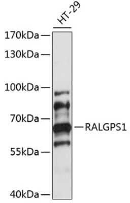 Western Blot: RALGPS1 Antibody [NBP2-93902] - Analysis of extracts of HT-29 cells, using RALGPS1 at 1:1000 dilution.Secondary antibody: HRP Goat Anti-Rabbit IgG (H+L) at 1:10000 dilution.Lysates/proteins: 25ug per lane.Blocking buffer: 3% nonfat dry milk in TBST.Detection: ECL Basic Kit .Exposure tim