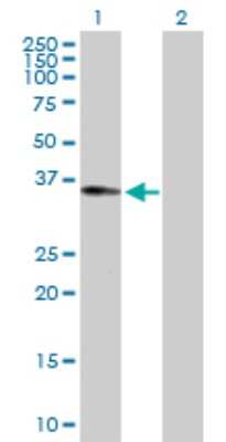 Western Blot: RALGPS2 Antibody [H00055103-D01P] - Analysis of RALGPS2 expression in transfected 293T cell line by RALGPS2 polyclonal antibody.Lane 1: RALGPS2 transfected lysate(31.90 KDa).Lane 2: Non-transfected lysate.