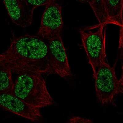 Immunocytochemistry/ Immunofluorescence RALYL Antibody