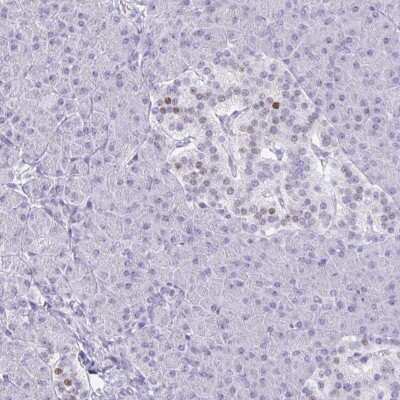 Immunohistochemistry-Paraffin: RALYL Antibody [NBP2-33768] - Staining of human pancreas shows low expression as expected.