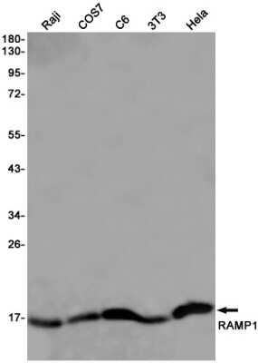 Western Blot: RAMP1 Antibody (S04-2I8) [NBP3-15087] - Western blot detection of RAMP1 in Raji, COS7, C6, 3T3, Hela cell lysates using RAMP1 Rabbit mAb (1:1000 diluted). Predicted band size: 17KDa. Observed band size: 17KDa.