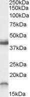 Western Blot: RAMP1 Antibody [NBP1-20966] - (0.3ug/ml) staining of Rat Brain lysate (35ug protein in RIPA buffer). Primary incubation was 1 hour. Detected by chemiluminescence.