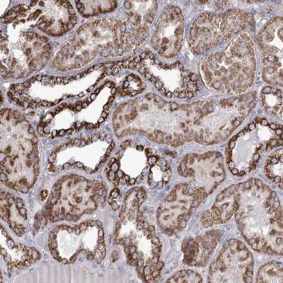 Immunohistochemistry-Paraffin RANBP3L Antibody - BSA Free