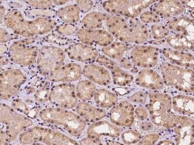 Immunohistochemistry-Paraffin: RANBP9 Antibody [NBP2-98142] - Immunochemical staining of human RANBP9 in human kidney with rabbit polyclonal antibody at 1:100 dilution, formalin-fixed paraffin embedded sections.