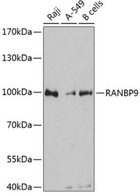 Western Blot: RANBP9 Antibody [NBP2-93772] - Analysis of extracts of various cell lines, using RANBP9 at 1:3000 dilution. Secondary antibody: HRP Goat Anti-Rabbit IgG (H+L) at 1:10000 dilution. Lysates/proteins: 25ug per lane. Blocking buffer: 3% nonfat dry milk in TBST. Detection: ECL Basic Kit . Exposure time: 90s.