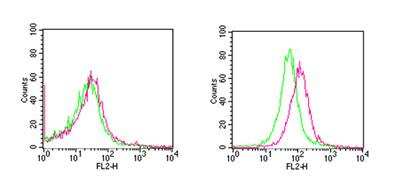 Flow (Cell Surface): RANK Antibody (64C1385.1) [PE] [NBP2-33256PE] - analysis of antibody on (a) untreated BALB/c mouse splenocytes and (b) BALB/c mouse splenocytes stimulated with 5 ug/ml ConA for 72 hours. Cells were stained with 2 ug of antibody per 1x10^6 cells. Green represents isotype control; red represents antibody.