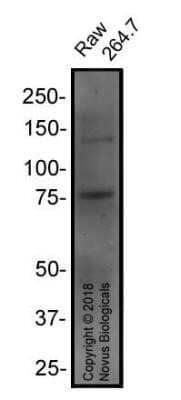 Western Blot: RANK/TNFRSF11A Antibody (64C1385.1) - Azide Free [NBP2-33256] - Total protein from Raw 264.7 was separated on a 7.5% gel by SDS-PAGE, transferred to PVDF membrane and blocked in 5% non-fat milk in TBST. The membrane was probed with 2.0 ug/ml anti-RANK1 in 1% block buffer and detected with an anti-mouse HRP secondary antibody using chemiluminescence. Image from the standard format of this antibody.