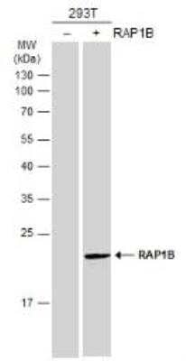 Western Blot: RAP1B Antibody [NBP2-20071] - Non-transfected (-) and transfected (+) 293T whole cell extracts (30 ug) were separated by 12% SDS-PAGE, and the membrane was blotted with RAP1B antibody  diluted at 1:1000. The HRP-conjugated anti-rabbit IgG antibody was used to detect the primary antibody.