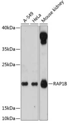 Western Blot RAP1B Antibody - Azide and BSA Free