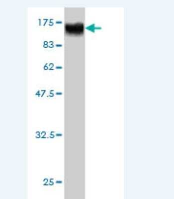 Western Blot: RAP1GAP Antibody (2F7) [H00005909-M01] -  Detection against Immunogen (98.67 KDa) .