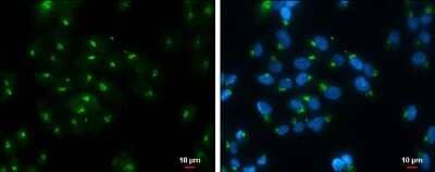 Immunocytochemistry/Immunofluorescence: RAP1GAP Antibody [NBP3-13211] - RAP1GAP antibody detects RAP1GAP protein at Golgi apparatus by immunofluorescent analysis. Sample: SK-N-AS cells were fixed in ice-cold MeOH for 5 min. Green: RAP1GAP protein stained by RAP1GAP antibody (NBP3-13211) diluted at 1:500. Blue: Hoechst 33342 staining. Scale bar = 10 um.