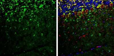 Immunohistochemistry-Frozen: RAP1GAP Antibody [NBP3-13216] - RAP1GAP antibody detects RAP1GAP protein expression by immunohistochemical analysis. Sample: Frozen-sectioned adult mouse cerebellum. Green: RAP1GAP protein stained by RAP1GAP antibody (NBP3-13216) diluted at 1:250. Red: NF-H, stained by NF-H antibody [GT114] diluted at 1:500. Blue: Fluoroshield with DAPI. Antigen Retrieval: Citrate buffer, pH 6.0, 10 min