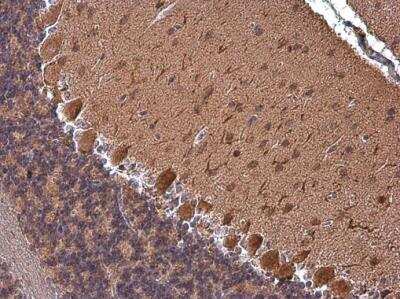 Immunohistochemistry-Paraffin: RAP1GAP Antibody [NBP1-33710] - Rap1GAP antibody [N2C2], Internal detects Rap1GAP protein at cytoplasm in mouse brain by immunohistochemical analysis. Sample: Paraffin-embedded mouse brain.Rap1GAP antibody [N2C2], Internal diluted at 1:500. Antigen Retrieval: Citrate buffer, pH 6.0, 15 min