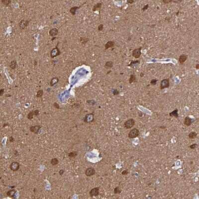 Immunohistochemistry-Paraffin: RAP1GAP Antibody [NBP1-83002] - Staining of human cerebral cortex shows cytoplasmic immunoreactivity in neuronal cell bodies.