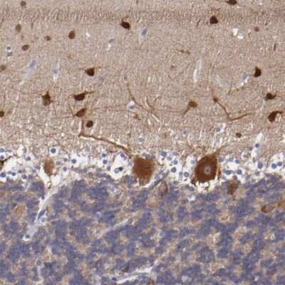 Immunohistochemistry-Paraffin: RAP1GAP Antibody [NBP1-83002] - Staining of human cerebellum shows strong cytoplasmic immunoreactivity in Purkinje cells and neurons in the molecular layer.