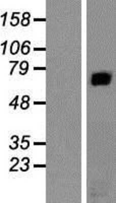 Western Blot: RAP1GAP Overexpression Lysate (Adult Normal) [NBP2-08058] Left-Empty vector transfected control cell lysate (HEK293 cell lysate); Right -Over-expression Lysate for RAP1GAP.