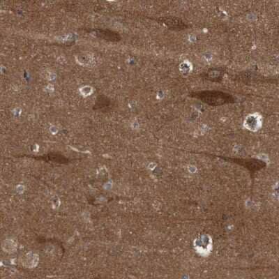 Immunohistochemistry-Paraffin: RAP1GAP2 Antibody [NBP1-93720] - Staining of human cerebral cortex shows strong cytoplasmic positivity in neuronal cells