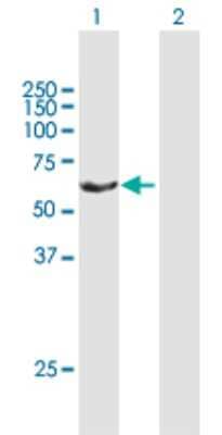Western Blot: RAP1GDS1 Antibody [H00005910-B01P] - Analysis of RAP1GDS1 expression in transfected 293T cell line by RAP1GDS1 polyclonal antibody.  Lane 1: RAP1GDS1 transfected lysate(66.77 KDa). Lane 2: Non-transfected lysate.