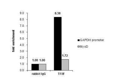 Chromatin Immunoprecipitation (ChIP): RAP74 Antibody [NBP3-17975] - Cross-linked ChIP was performed with HeLa chromatin extract and 5 ug of either control rabbit IgG or anti-TFIIF antibody. The precipitated DNA was detected by PCR with primer set targeting to GAPDH promoter or MyoD.