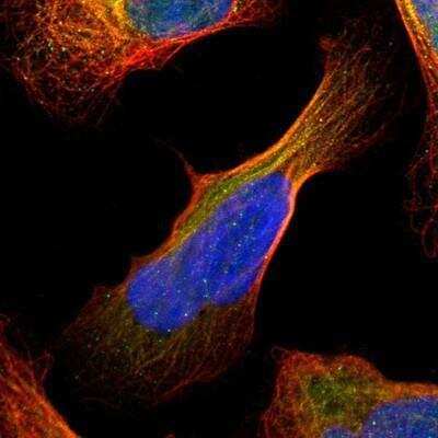 Immunocytochemistry/Immunofluorescence: RAP74 Antibody [NBP1-89922] - Staining of human cell line U-2 OS shows positivity in nucleus and cytoskeleton (microtubules).