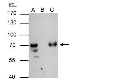 Immunoprecipitation: RAP74 Antibody [NBP3-17975] - 293T whole cell lysate/extract A : 30 ug whole cell lysate/extract of TFIIF protein expressing 293T cells B : Control with 2.5 ug of pre-immune rabbit IgG C : Immunoprecipitation of TFIIF by 2.5 ug of TFIIF antibody 7.5% SDS-PAGE The immunoprecipitated TF