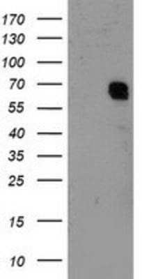 Western Blot: RAP74 Antibody (OTI4B10) - Azide and BSA Free [NBP3-17972] - HEK293T cells were transfected with the pCMV6-ENTRY control (Left lane) or pCMV6-ENTRY RAP74 (Right lane) cDNA for 48 hrs and lysed. Equivalent amounts of cell lysates (5 ug per lane) were separated by SDS-PAGE and immunoblotted with anti-RAP74.