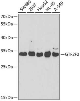 Western Blot: RAP74 Antibody [NBP2-94406] - Analysis of extracts of various cell lines, using RAP74 at 1:1000 dilution.Secondary antibody: HRP Goat Anti-Rabbit IgG (H+L) at 1:10000 dilution.Lysates/proteins: 25ug per lane.Blocking buffer: 3% nonfat dry milk in TBST.