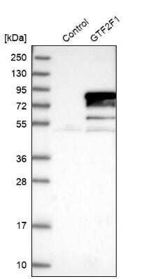 Western Blot RAP74 Antibody - BSA Free