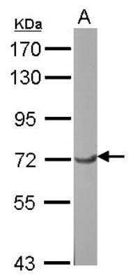 Western Blot: RAP74 Antibody [NBP3-17975] - Sample (30 ug of whole cell lysate) A: NIH-3T3 7. 5% SDS PAGE gel, diluted at 1:3000.