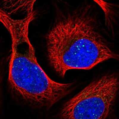 Immunocytochemistry/Immunofluorescence: RAP80 Antibody [NBP1-87157] - Staining of human cell line U-2 OS shows localization to nuclear bodies.