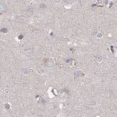 Immunohistochemistry-Paraffin: RAP80 Antibody [NBP1-87157] - Staining of human cerebral cortex.