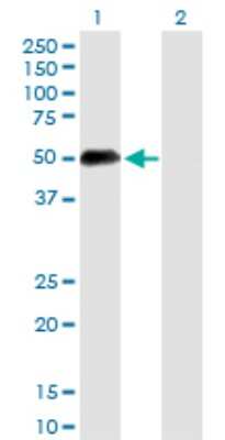 Western Blot: RAP80 Antibody [H00051720-D01P] - Analysis of UIMC1 expression in transfected 293T cell line by UIMC1 polyclonal antibody.Lane 1: UIMC1 transfected lysate(43.00 KDa).Lane 2: Non-transfected lysate.